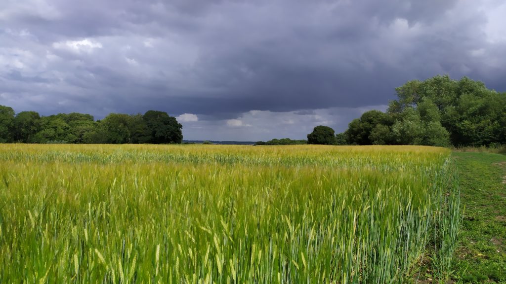 Image of fields with grey clouds